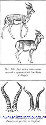 Единый язык человечества