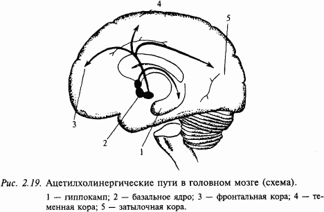 Травы и лечение алкоголизма