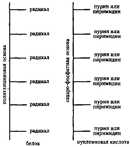 Генетический код. От теории эволюции до расшифровки ДНК