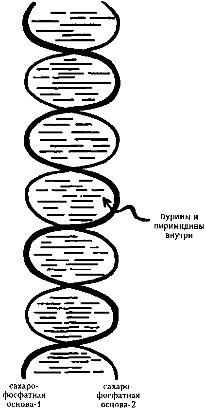 Генетический код. От теории эволюции до расшифровки ДНК