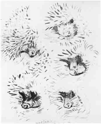 Beatrix Potter Artist, Storyteller and Countrywoman