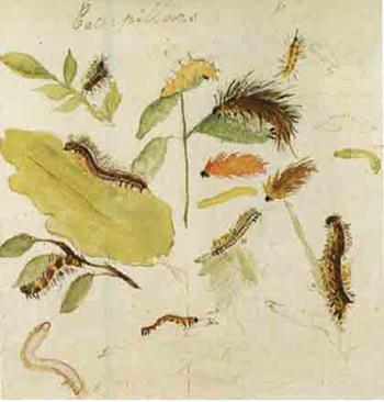 Beatrix Potter Artist, Storyteller and Countrywoman