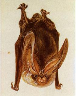 Beatrix Potter Artist, Storyteller and Countrywoman