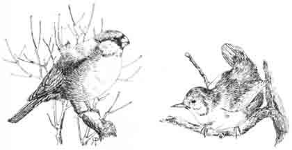 Beatrix Potter Artist, Storyteller and Countrywoman