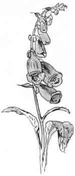 Beatrix Potter Artist, Storyteller and Countrywoman