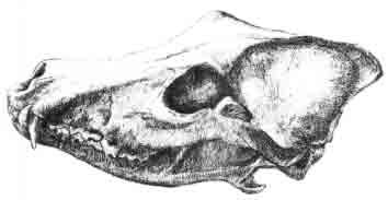 Beatrix Potter Artist, Storyteller and Countrywoman