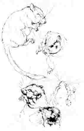 Beatrix Potter Artist, Storyteller and Countrywoman