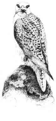 Beatrix Potter Artist, Storyteller and Countrywoman