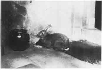 Beatrix Potter Artist, Storyteller and Countrywoman