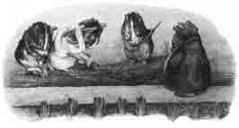 Beatrix Potter Artist, Storyteller and Countrywoman