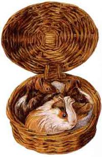 Beatrix Potter Artist, Storyteller and Countrywoman