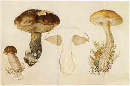 Beatrix Potter Artist, Storyteller and Countrywoman