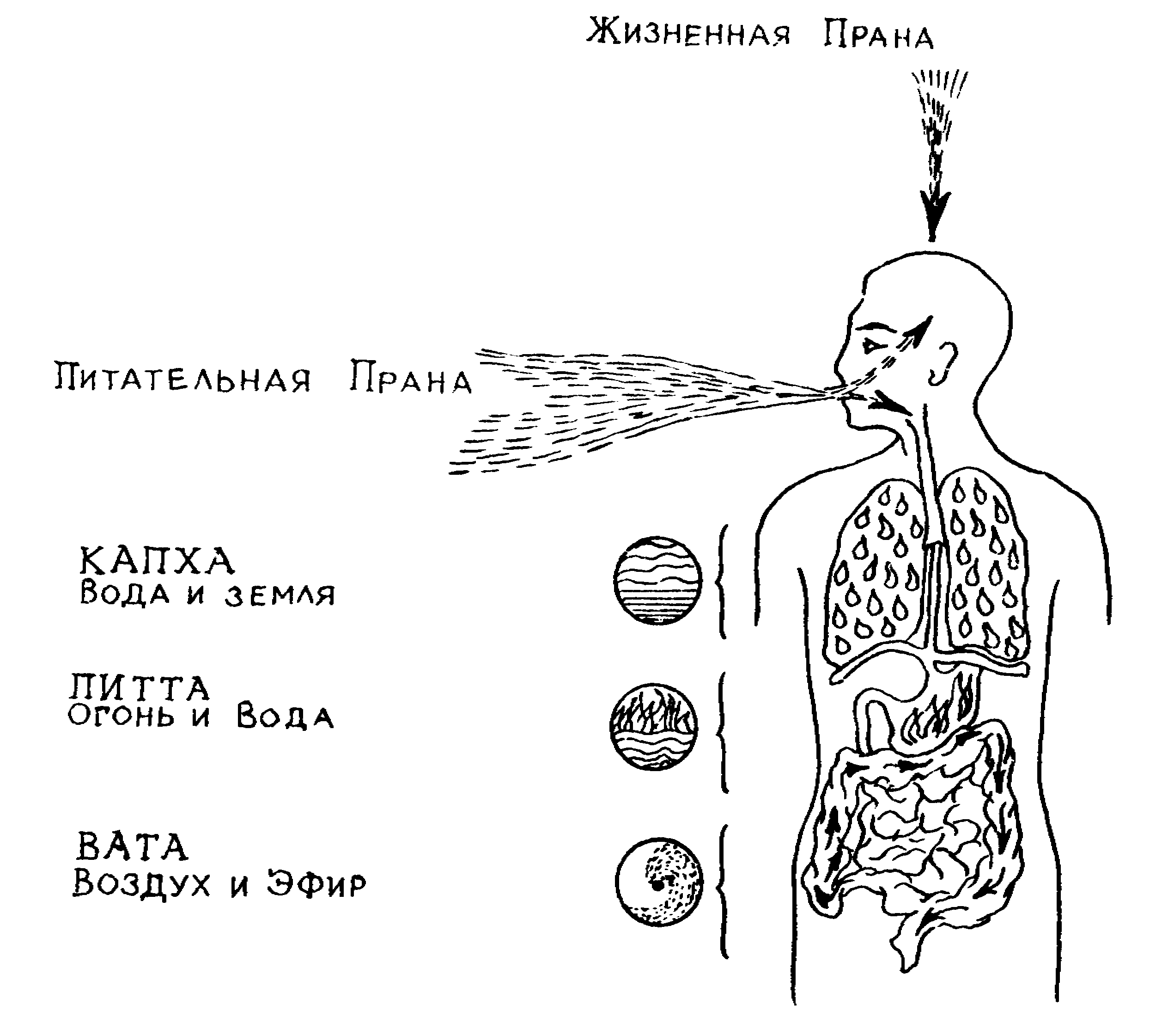 Аюрведа наука самоисцеления