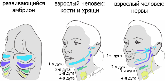 Внутренняя рыба