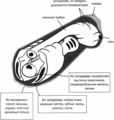 Внутренняя рыба