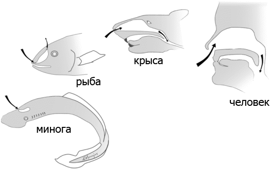 Внутренняя рыба