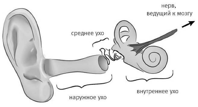 Внутренняя рыба