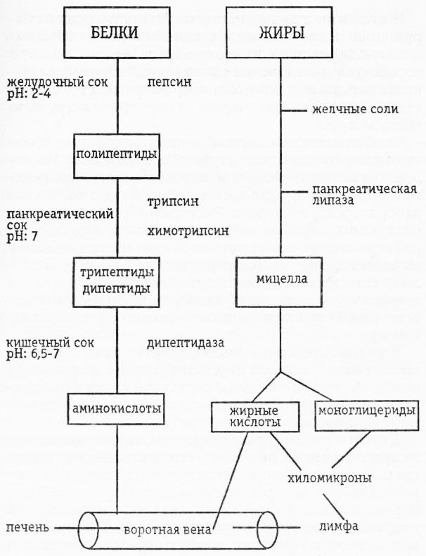 Раздельное питание. Новый подход к диете и здоровому питанию