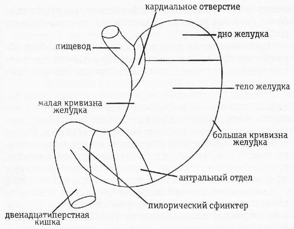 Раздельное питание. Новый подход к диете и здоровому питанию
