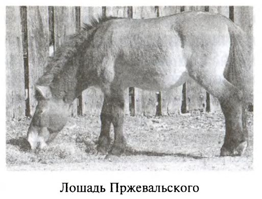 Большая игра (Британская империя против России и СССР)
