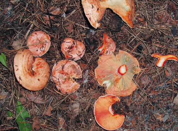 Цвет рыжиков. Рыжики грибы ложные. Ложный Рыжик. Ложные боровые рыжики. Рыжики грибы фото ложные.