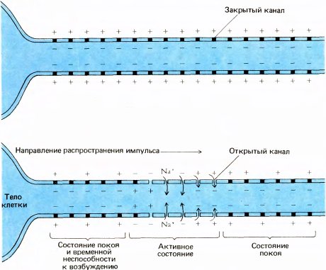 Глаз, мозг, зрение