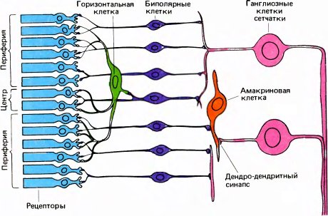 Глаз, мозг, зрение
