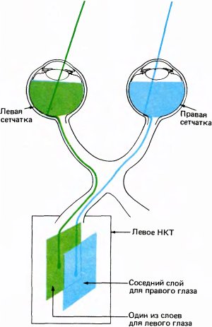 Глаз, мозг, зрение