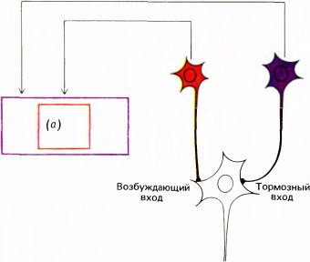 Глаз, мозг, зрение