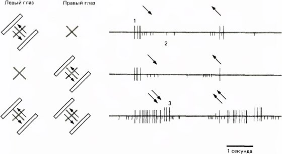 Глаз, мозг, зрение
