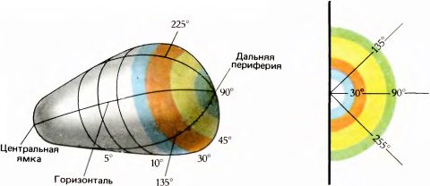 Глаз, мозг, зрение