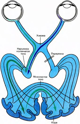 Глаз, мозг, зрение