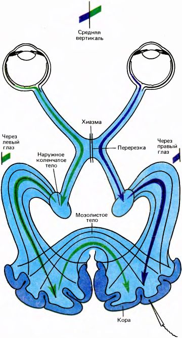 Глаз, мозг, зрение