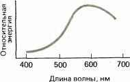 Глаз, мозг, зрение