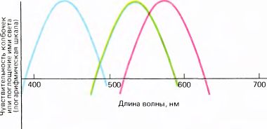 Глаз, мозг, зрение