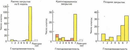 Глаз, мозг, зрение