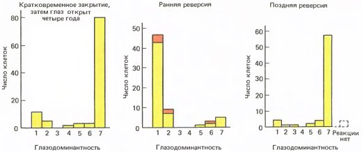 Глаз, мозг, зрение