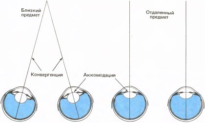 Глаз, мозг, зрение