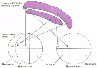Глаз, мозг, зрение