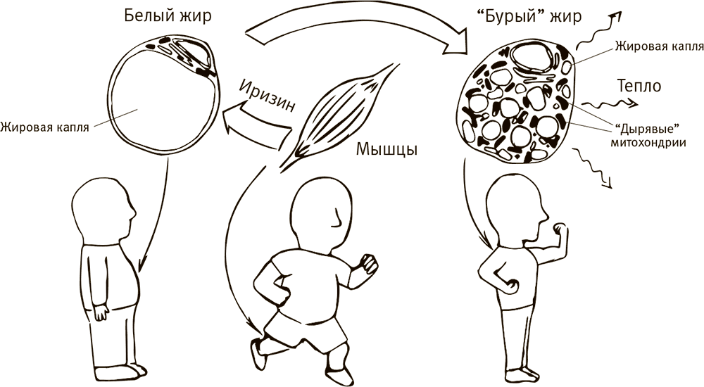 Как мозг заставляет нас делать глупости