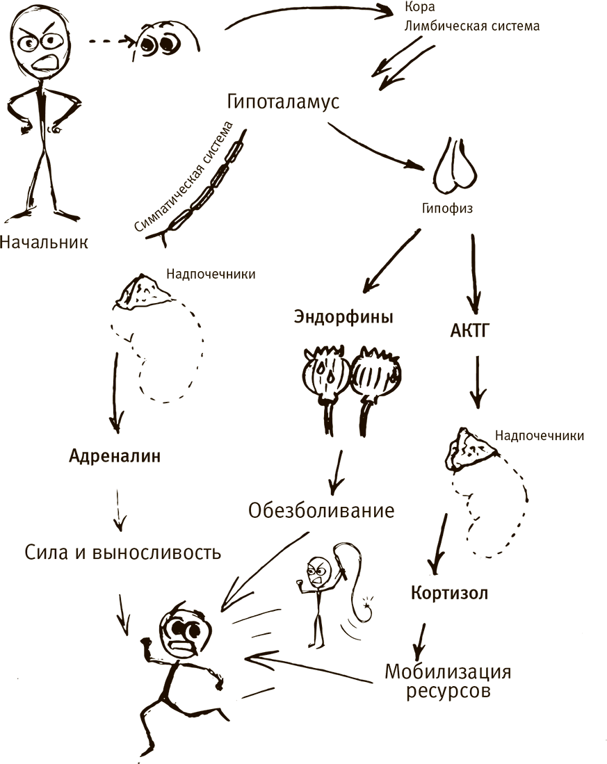 Как мозг заставляет нас делать глупости