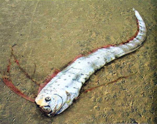 Загадки и тайны морей и океанов
