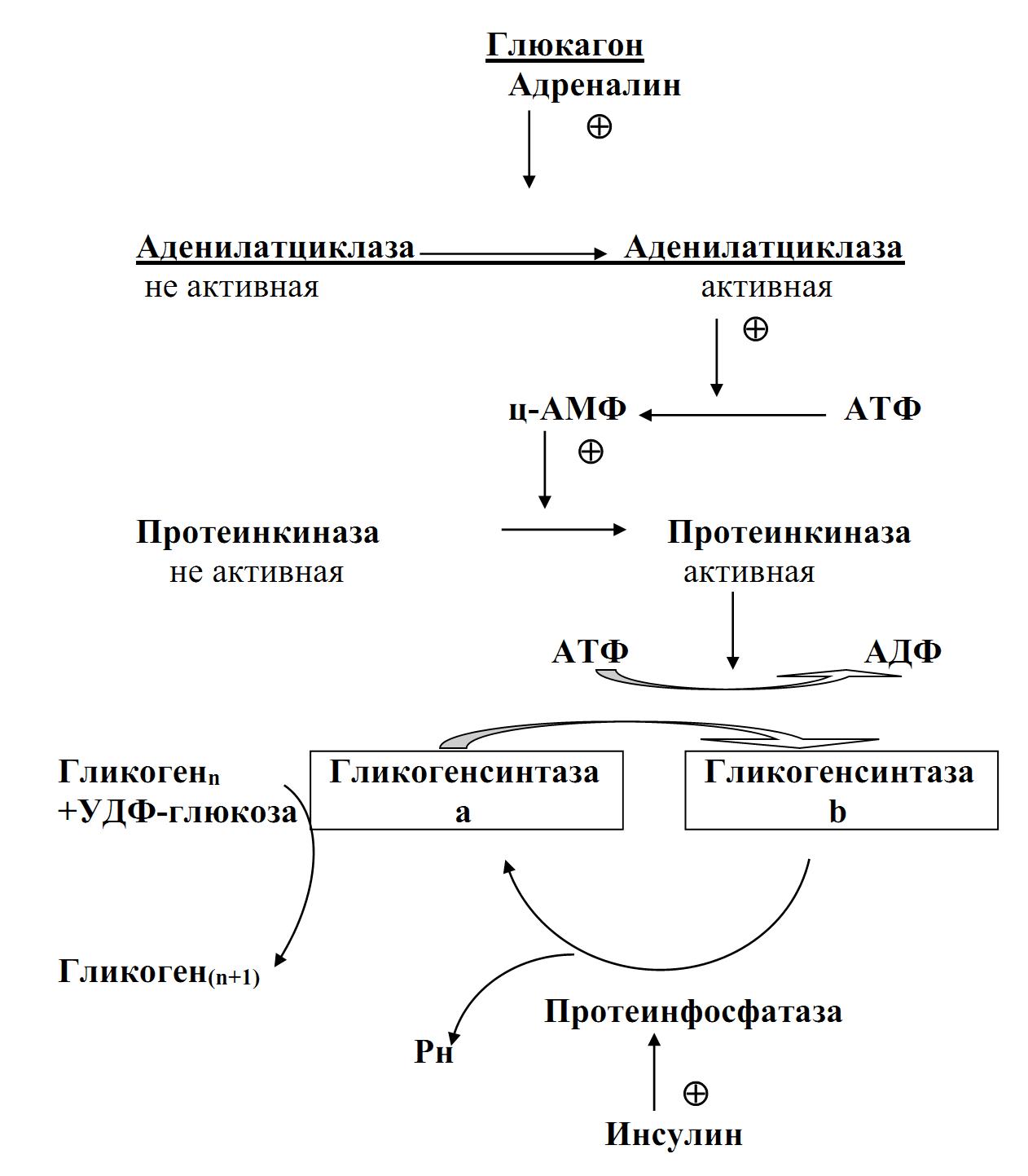 Глюкагон фермент