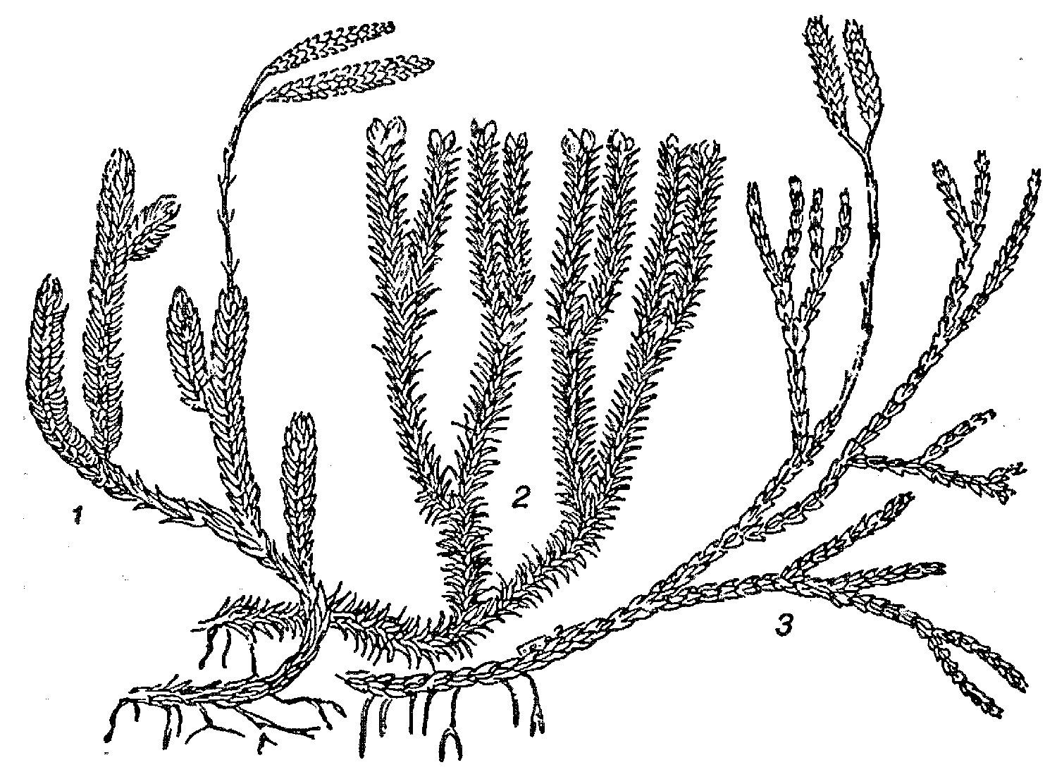 Хвощи корень водоросли