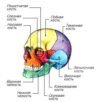 Криодинамика. Современный способ не стареть