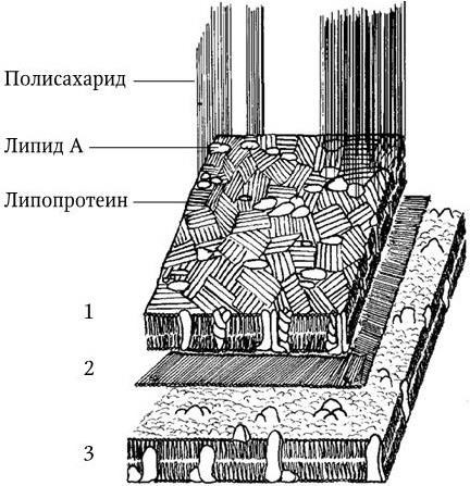 Медицинская микробиология, иммунология и вирусология