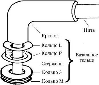 Медицинская микробиология, иммунология и вирусология