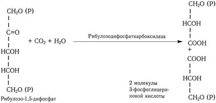 Медицинская микробиология, иммунология и вирусология