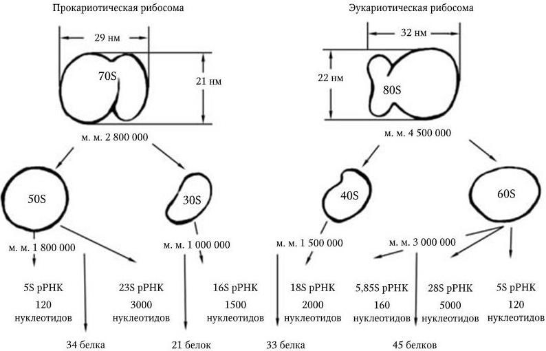 Медицинская микробиология, иммунология и вирусология