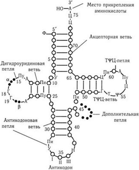 Медицинская микробиология, иммунология и вирусология